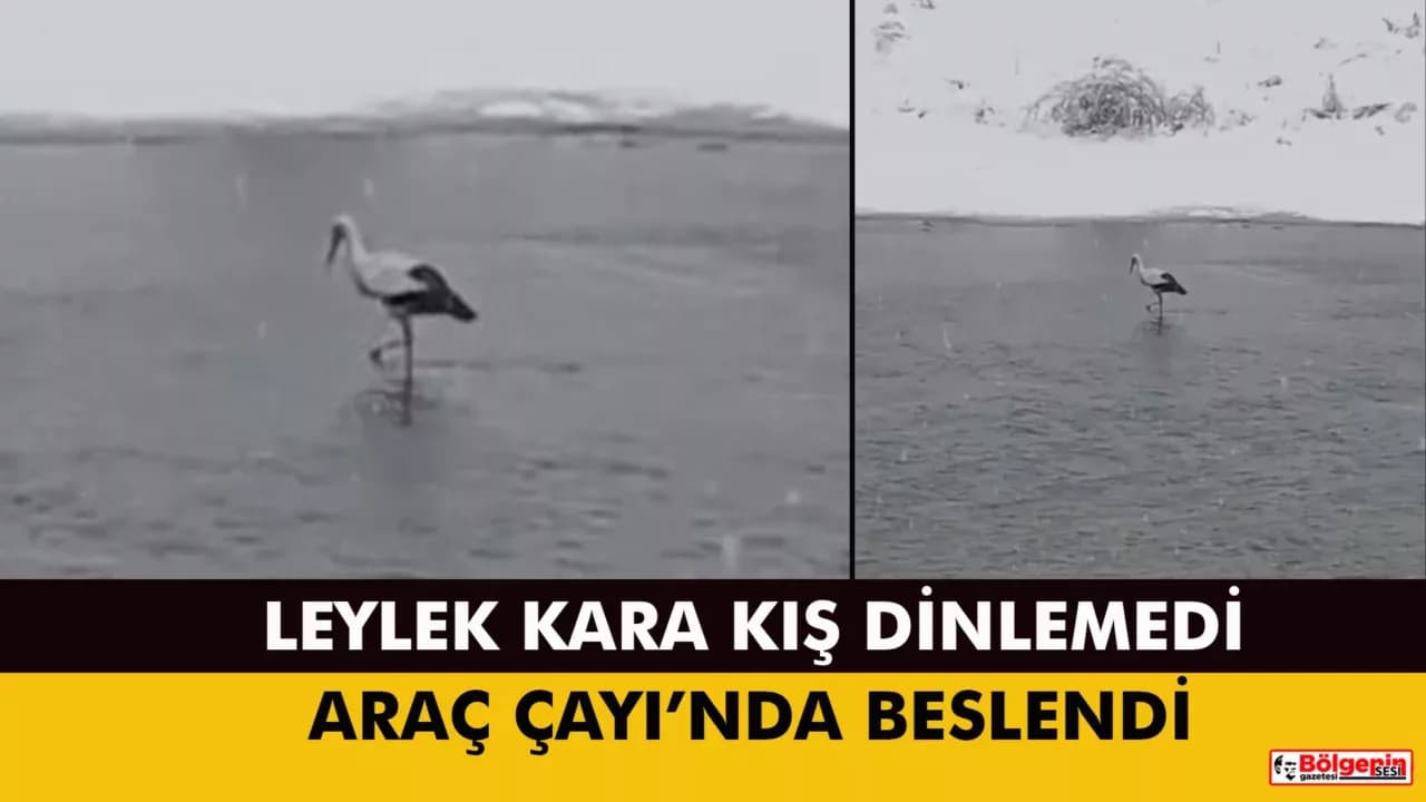 KAR YAĞIŞINA ALDIRMAYAN LEYLEK DİKKAT ÇEKTİ