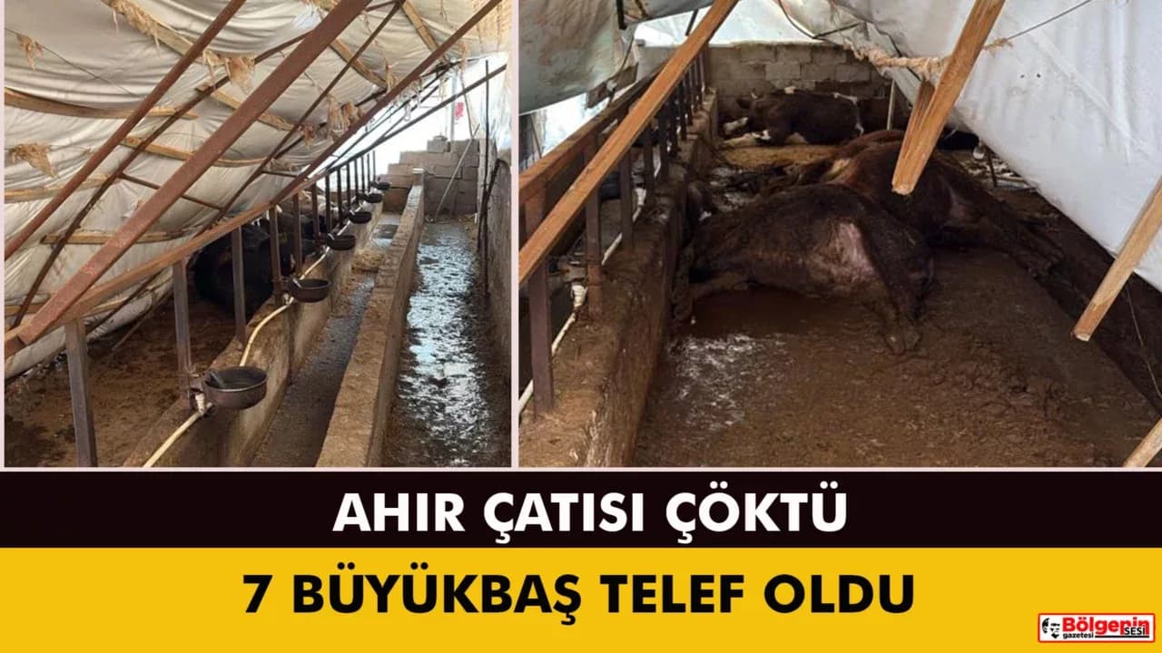Karabük'te kar yağışı ahır çatısını çökertti: 7 büyükbaş hayvan telef oldu
