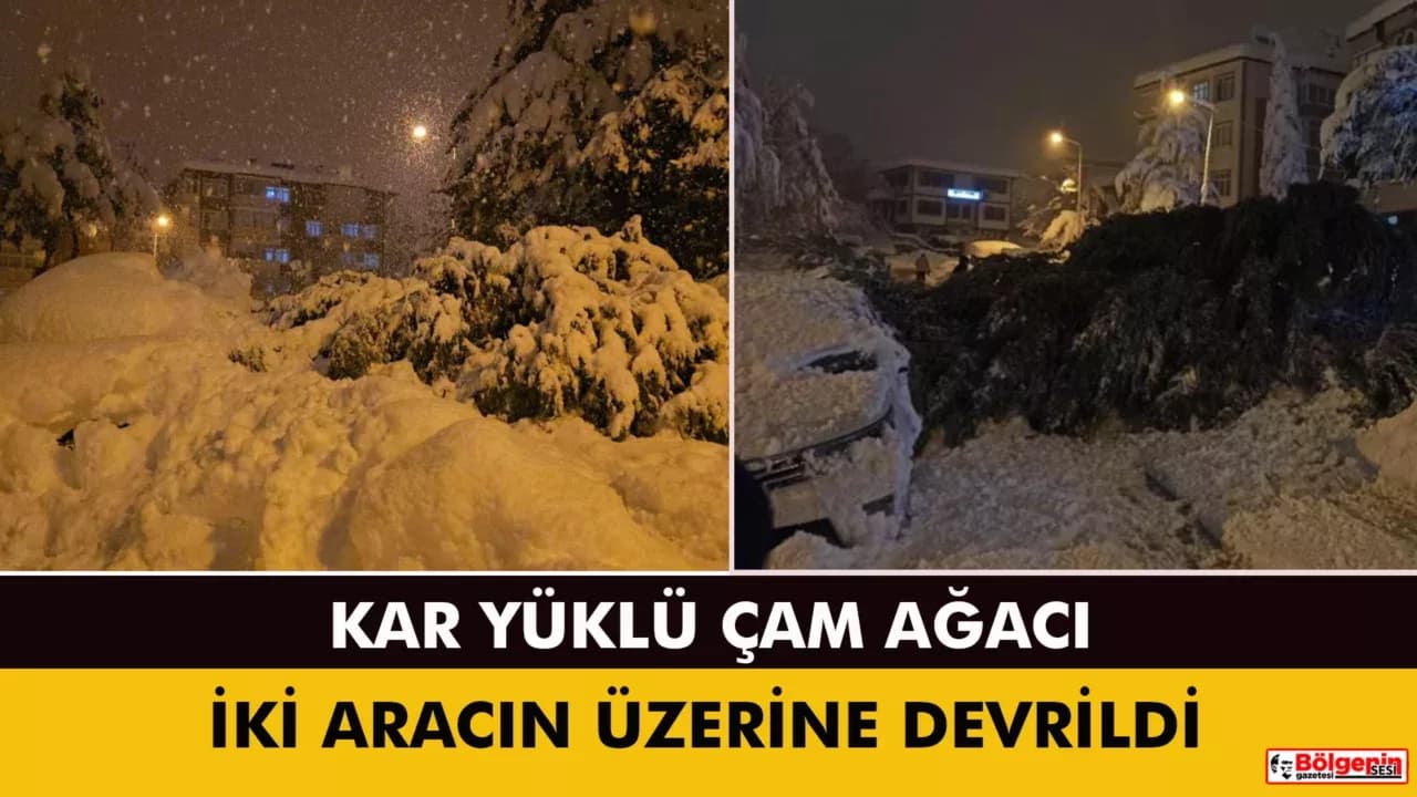 Çam ağacı park halindeki iki aracın üzerine devrildi