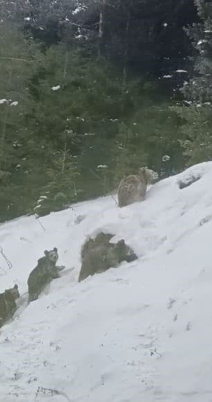 Artvin’de kış uykusuna yatmayan 4 boz ayı kamerada