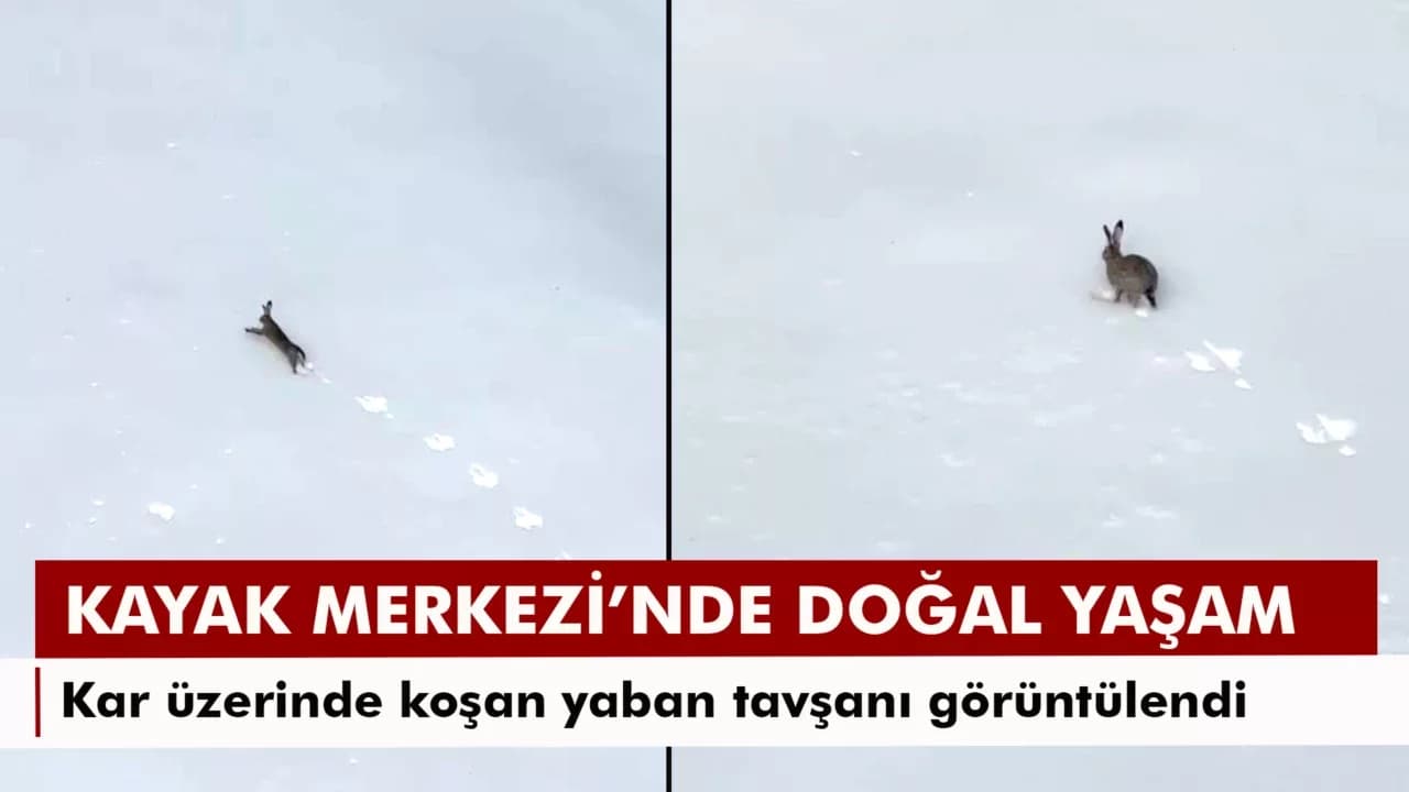 Kar üzerinde koşan yaban tavşanı görüntülendi