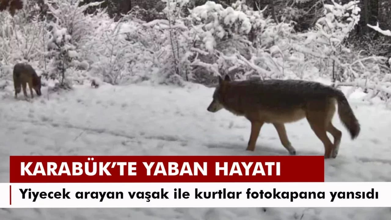 Yiyecek arayan vaşak ile kurtlar fotokapana yansıdı