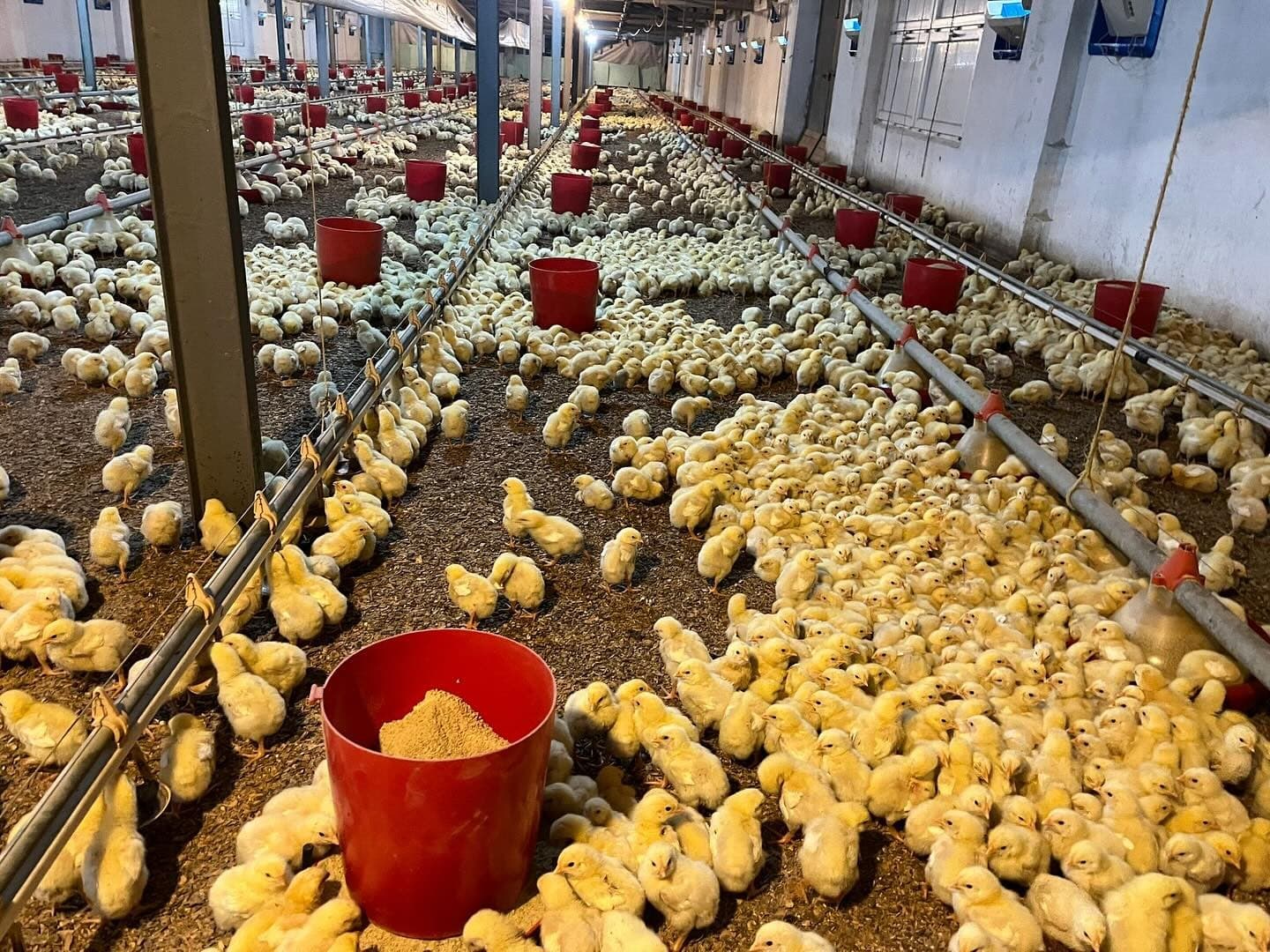 Alaplı’da kümes yangını korkuttu
