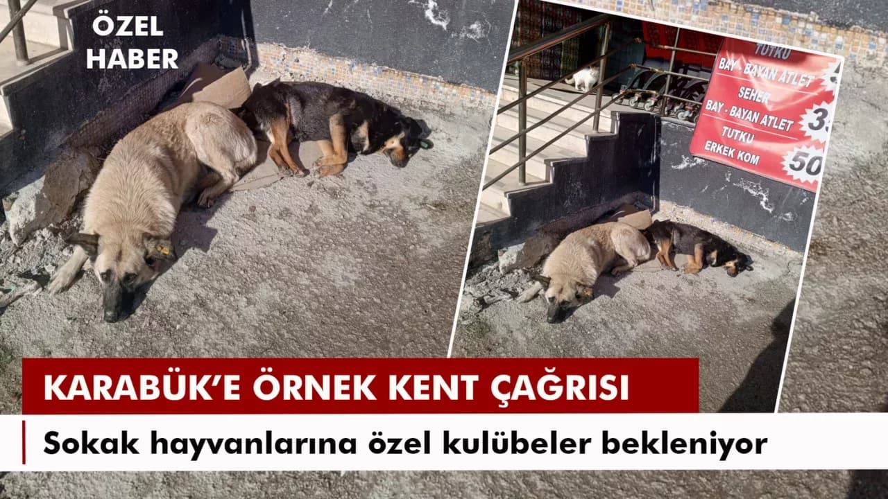 Karabük'te Sokak Hayvanlarına Özel Kulübeler Bekleniyor