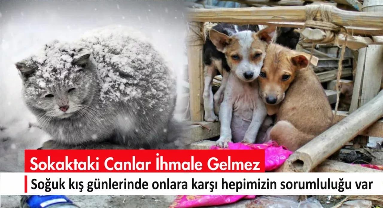 Karabük’te Kış Şartları Sokak Hayvanlarını Tehdit Ediyor: Belediye ve STK’lardan Duyarlılık Çağrısı