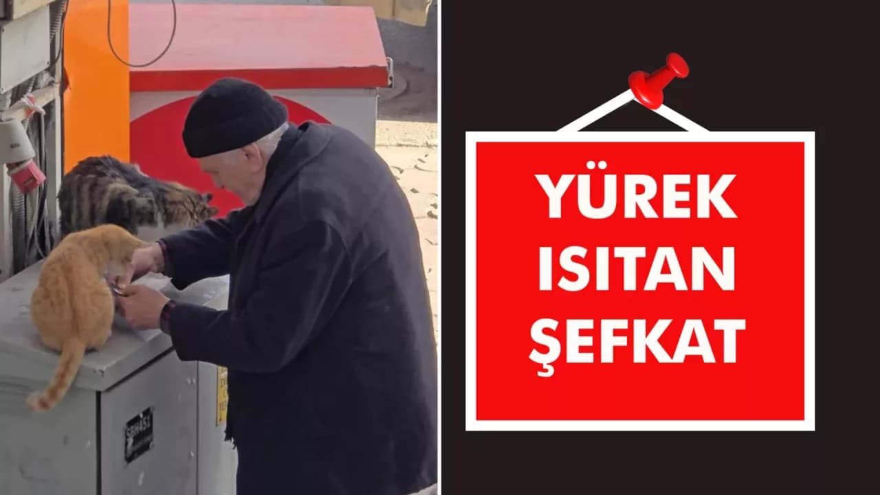 Yaşlı adamın sokak kedilerine şefkati yürekleri ısıttı