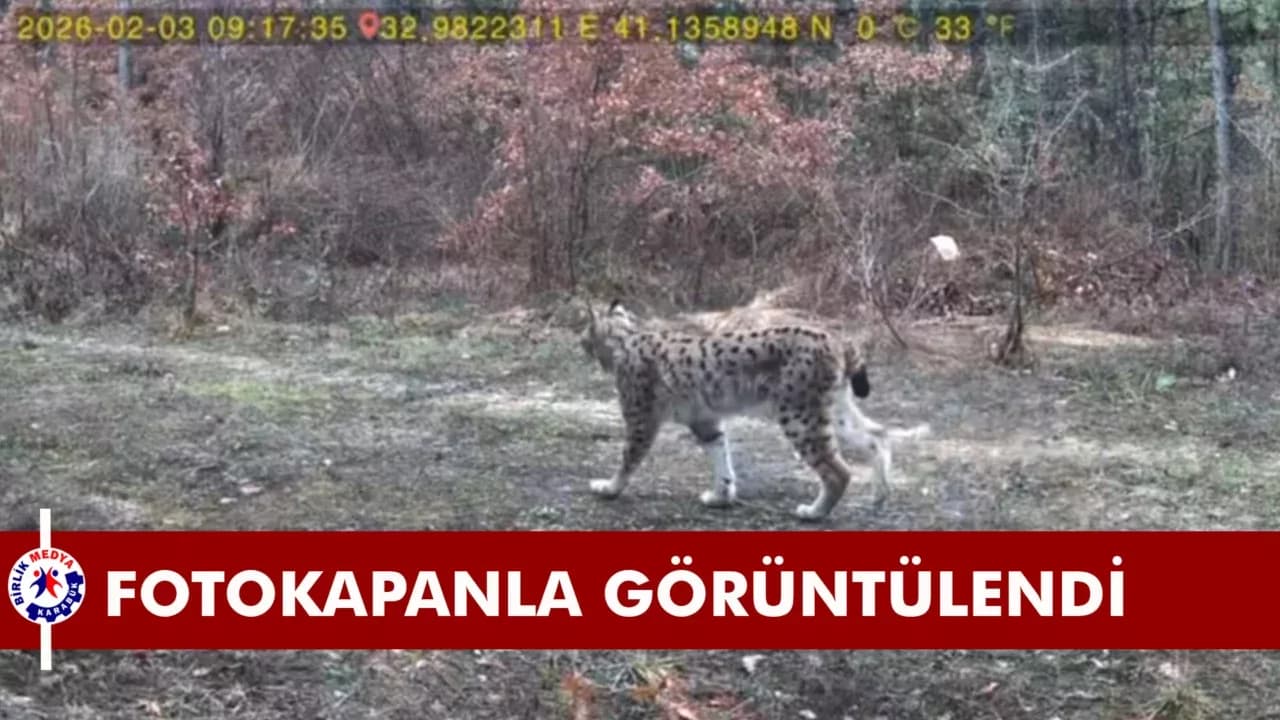 Vaşak ve karaca yavrusu fotokapanla görüntülendi