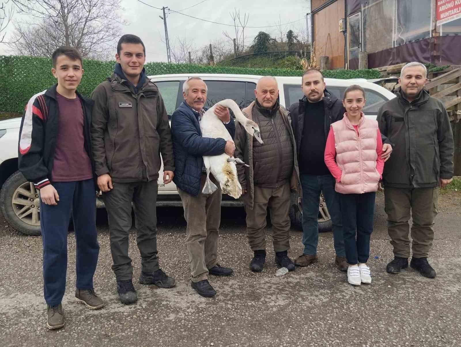 Sahil kenarında bulunan kuğu koruma altına alındı