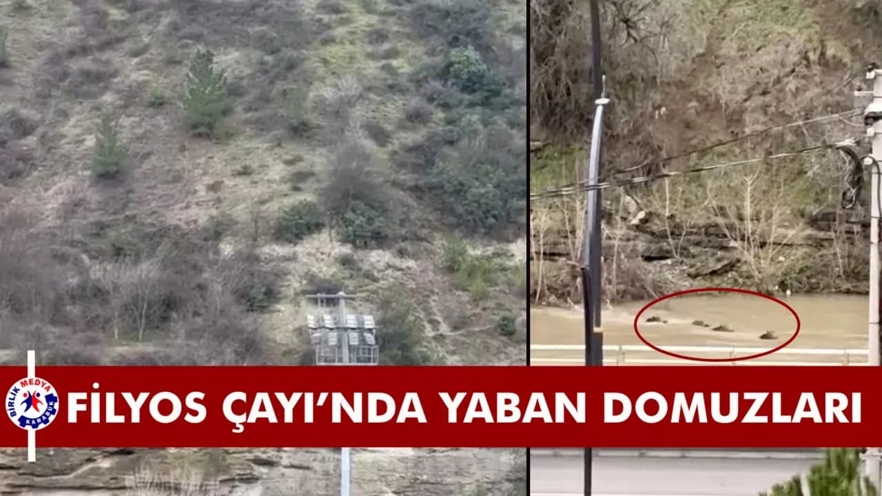 Filyos Çayı'nı yüzerek geçen yaban domuzları kamerada