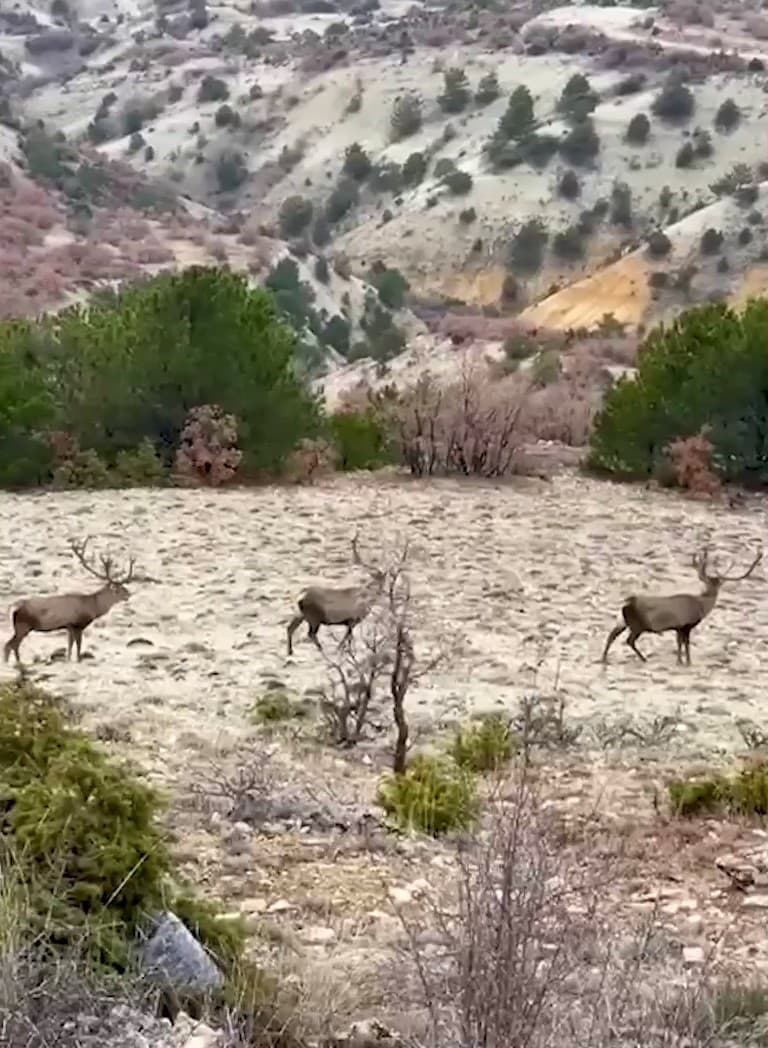 Bolu’da koruma altındaki kızıl geyikler görüntülendi