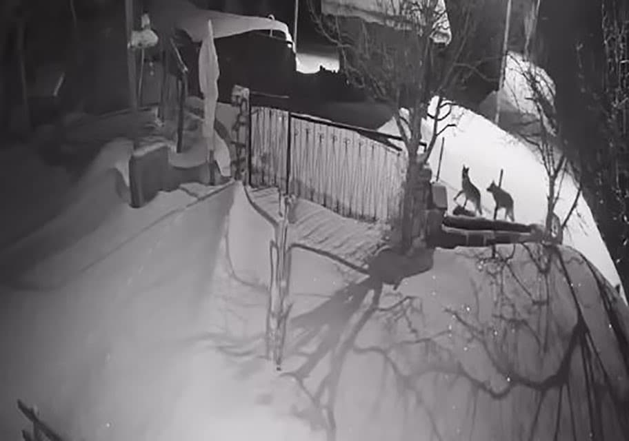 Artvin’de aç kalan kurt sürüsü yerleşim alanına indi