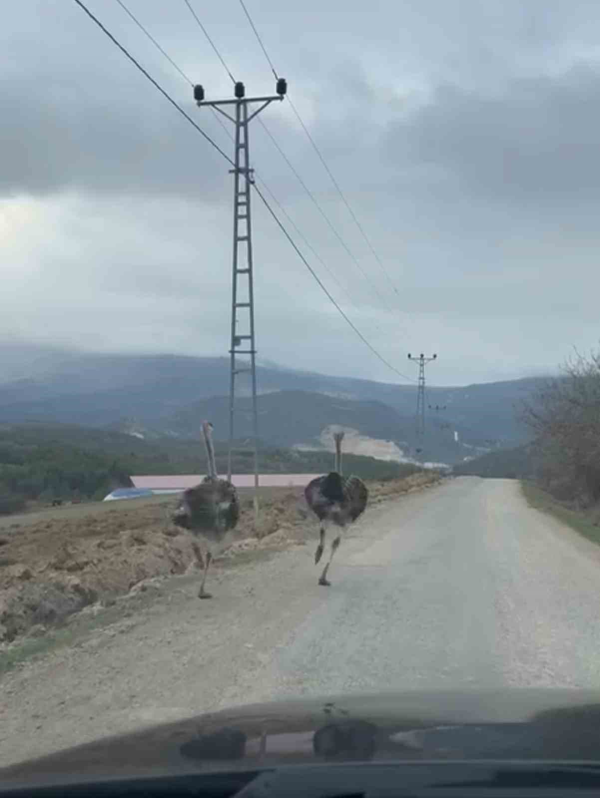 Köy yolunda koşan deve kuşları kameraya yansıdı
