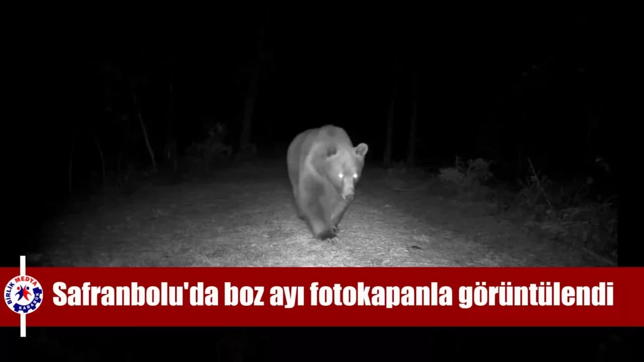 Safranbolu'da boz ayı fotokapanla görüntülendi