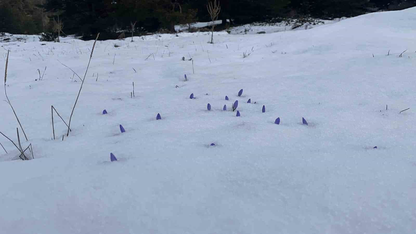 Bolu’da açan çiğdemler kar altında kaldı