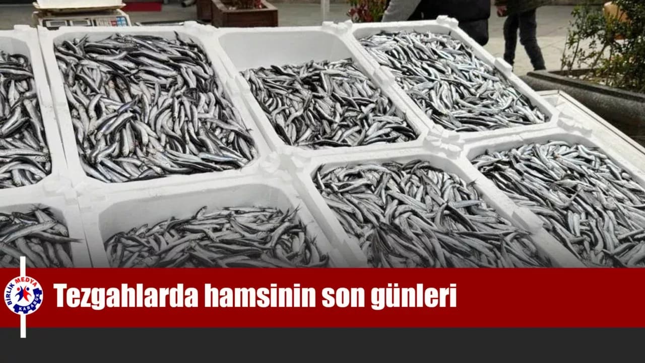 Tezgahlarda hamsinin son günleri: Kilosu 150 liradan satılıyor