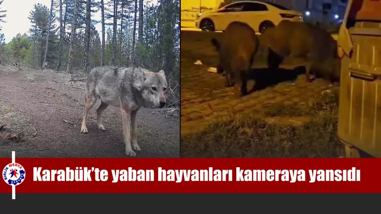 Karabük'te yerleşim yerlerine inen yaban hayvanları kamerada