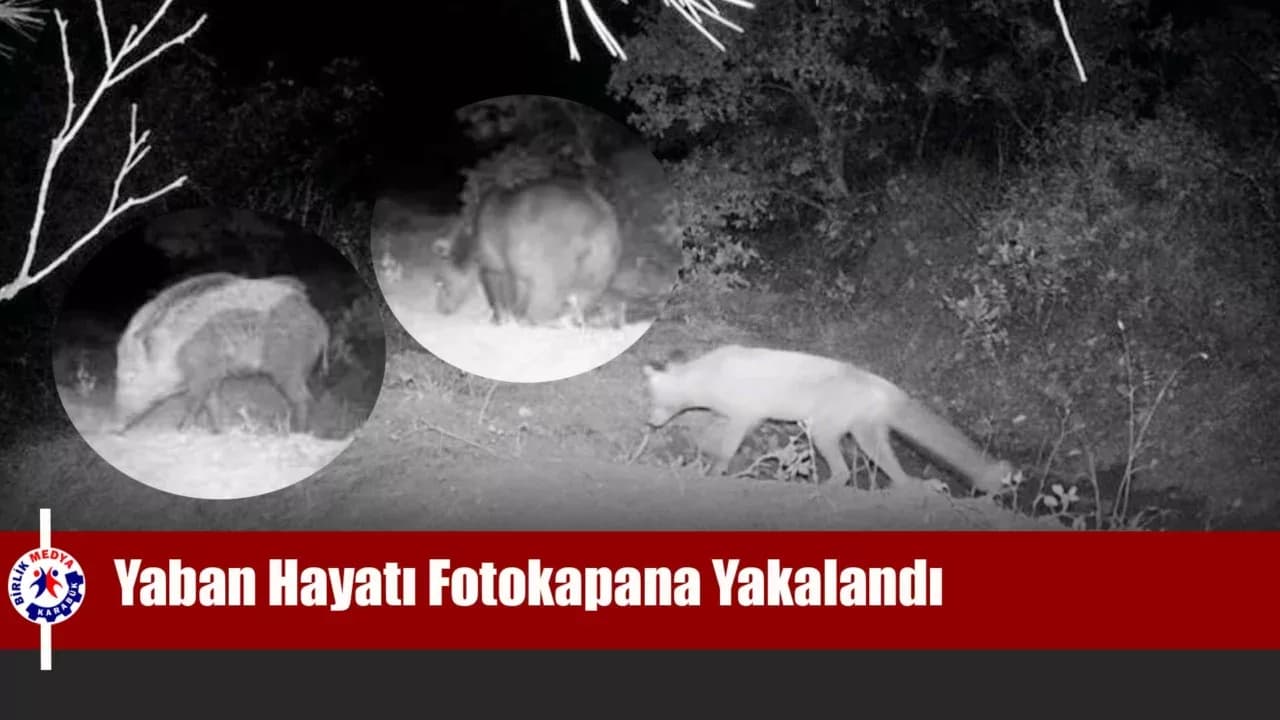 Karabük’te fotokapan yaban hayatını gözler önüne serdi
