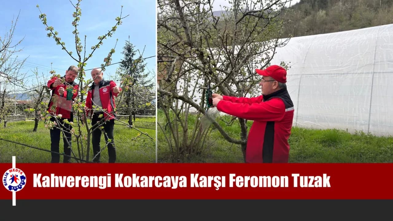 Kahverengi Kokarcaya Karşı Feromon Tuzak