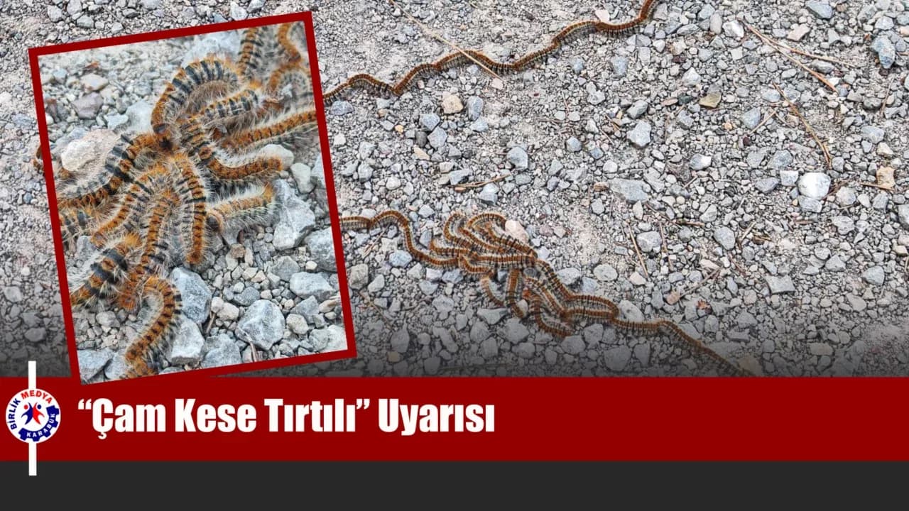 Karabük Kent Ormanı’nda “Çam Kese Tırtılı” Uyarısı