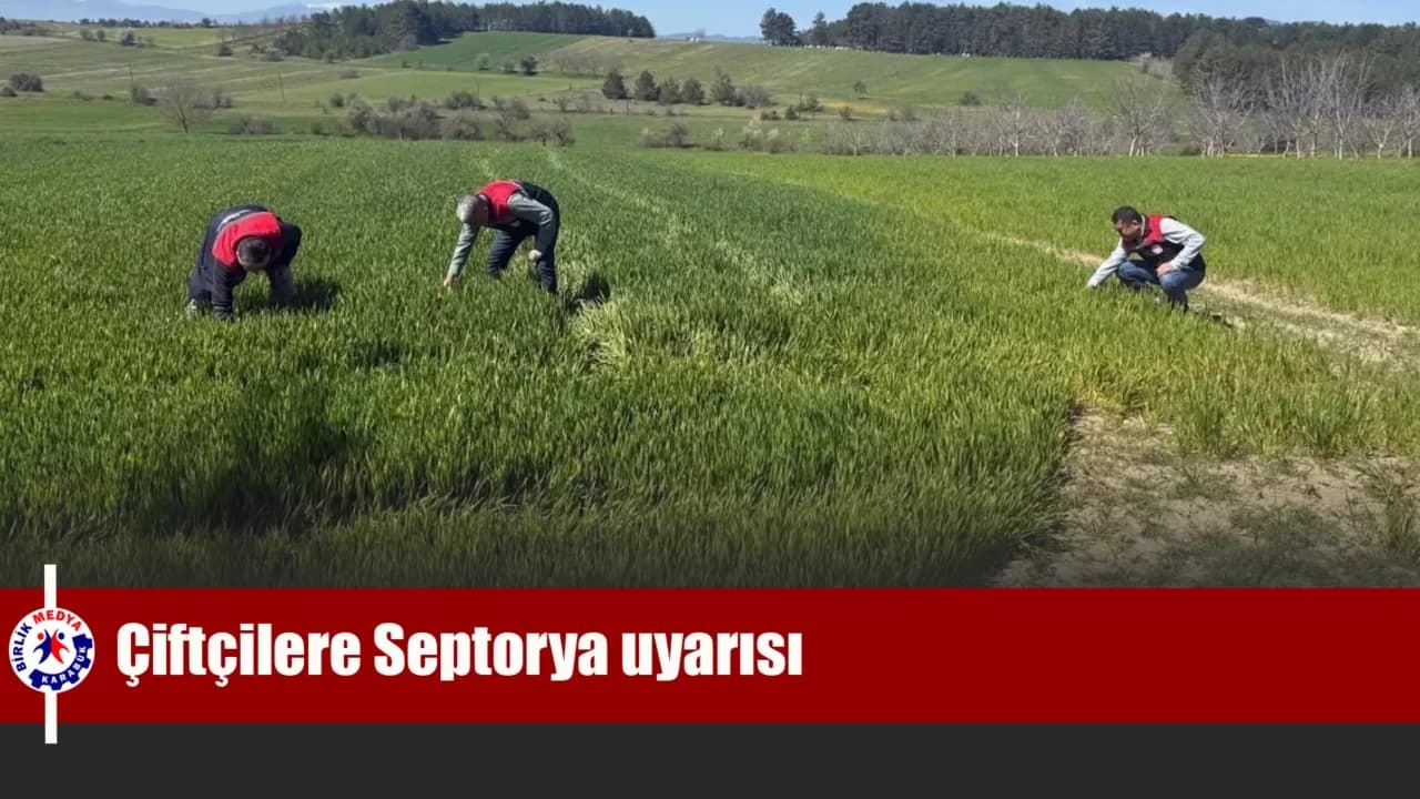 Çiftçilere hububat tarlalarında Septorya uyarısı