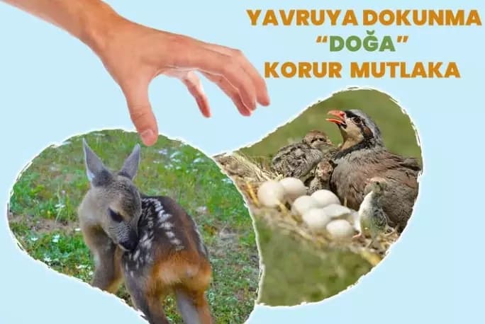 DKMP’den doğadan yavru hayvan almayın uyarısı