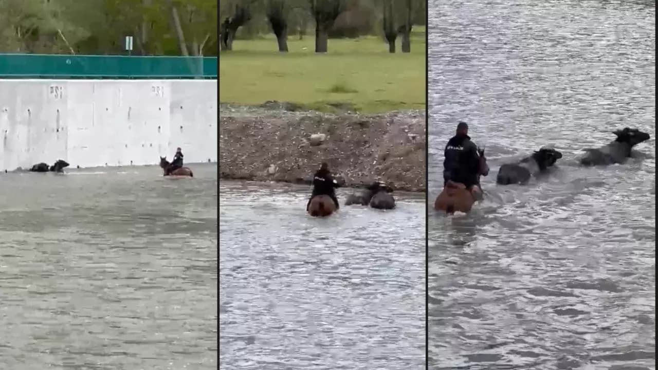 Yükselen suda mahsur kalan mandaları atıyla kurtardı