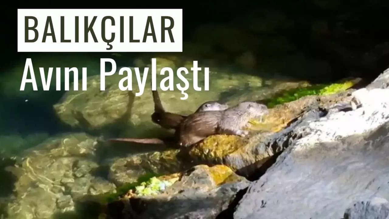 Balıkçılar tuttukları balıkları su samurları ile paylaştı
