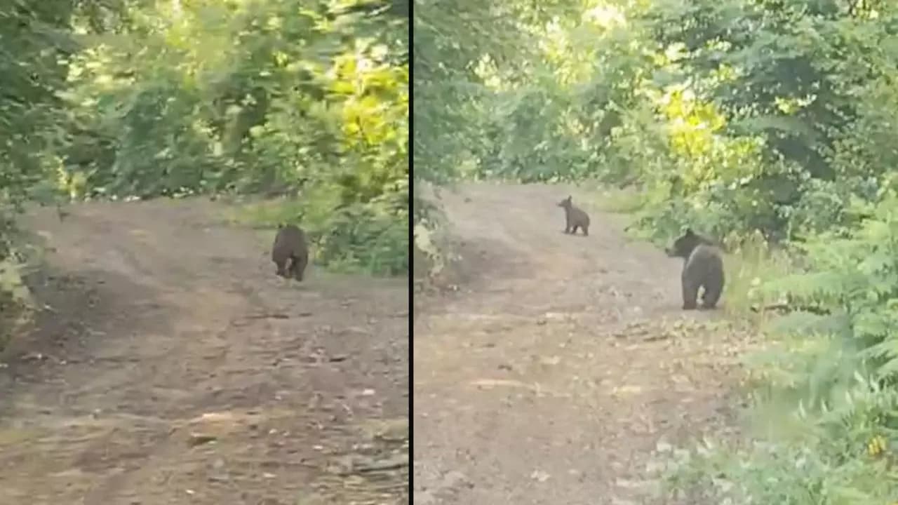 Ağaçtan inen ayı ve yavruları görüntülendi
