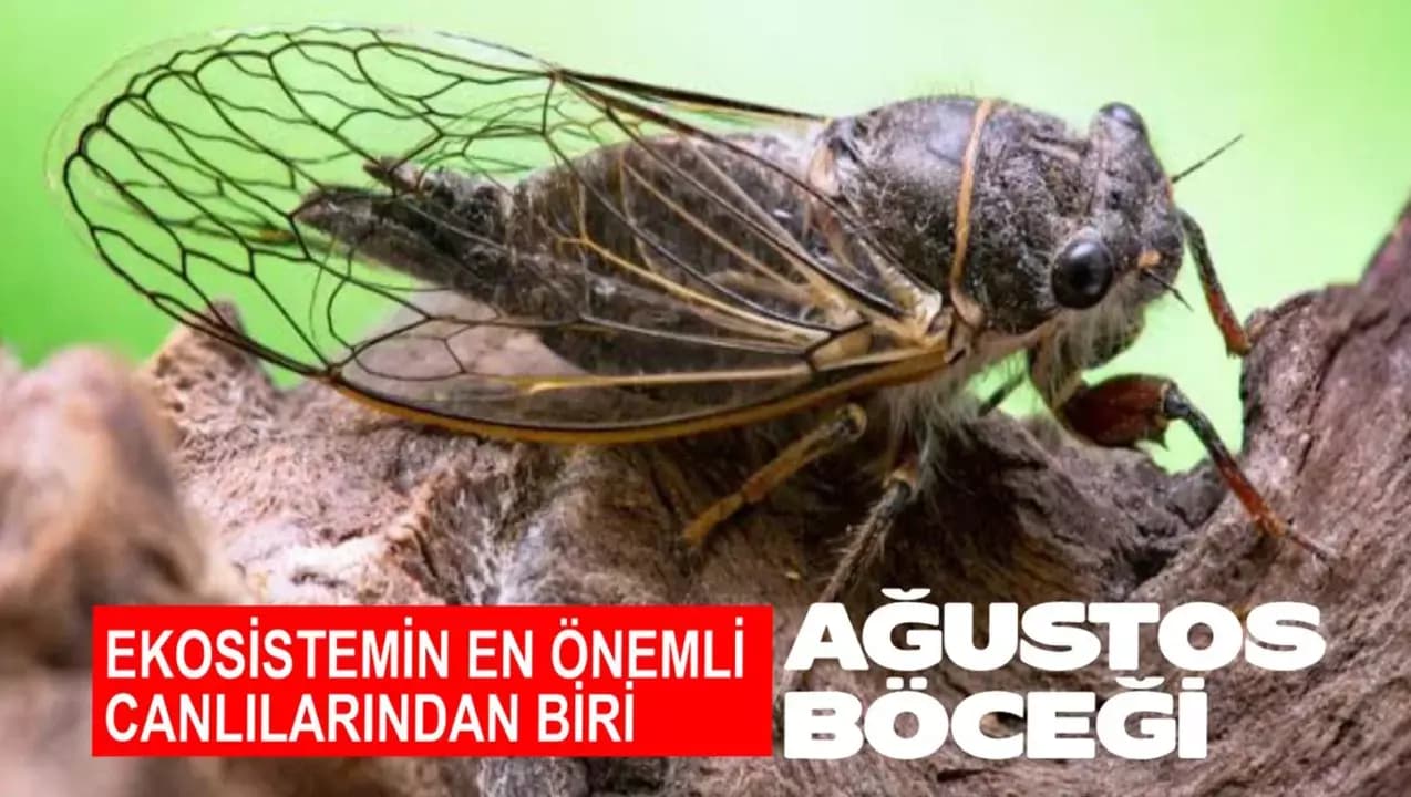 Yaz Akşamlarının Vazgeçilmez Sesi: Ağustos Böceği