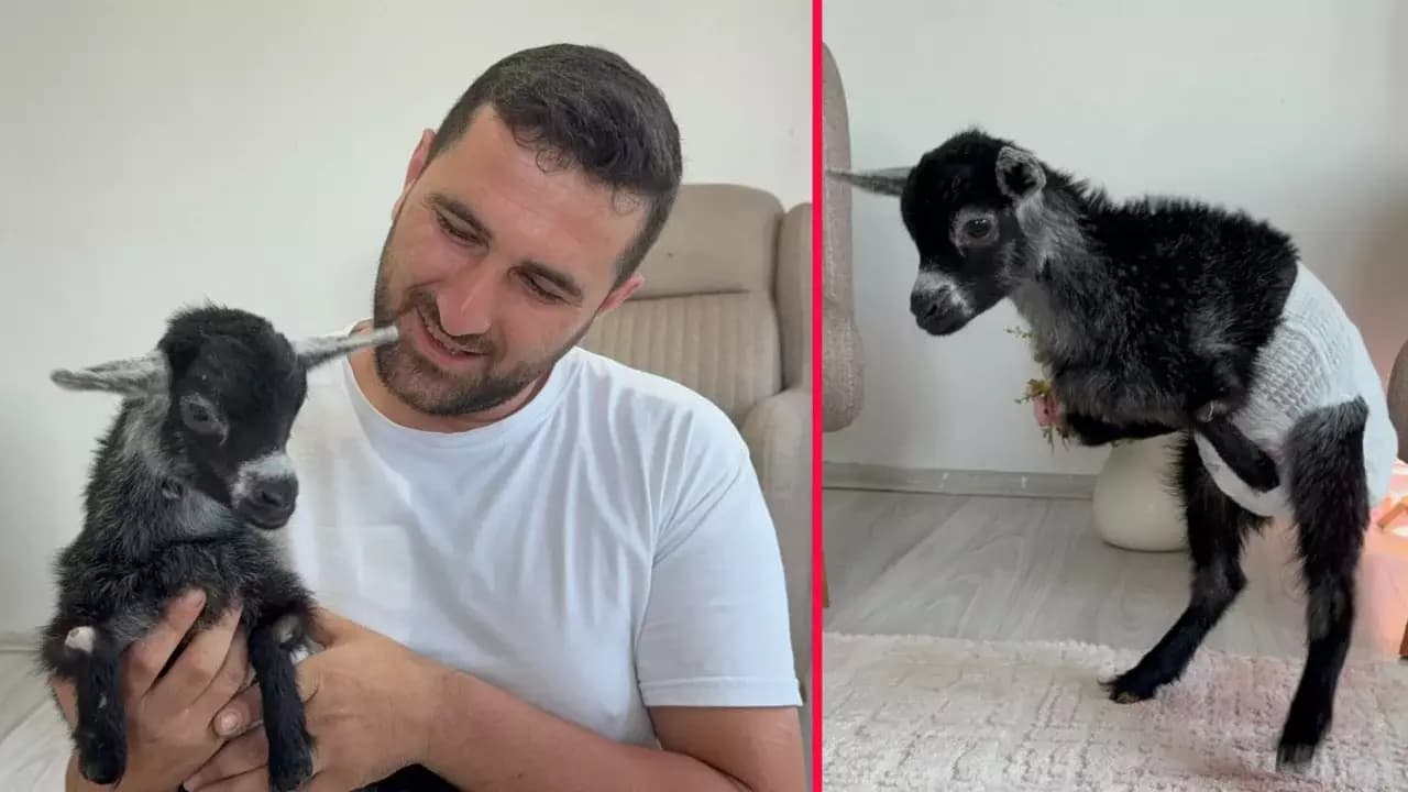 Karabük'te Yürek Isıtan İnsanlık Örneği: İki Bacağı Olmayan Keçiye Sevgi Eli Uzandı!