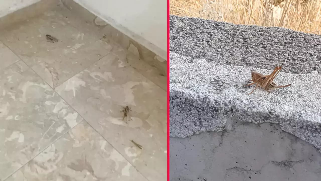 Safranbolu’da çekirge yoğunluğu tepki çekiyor