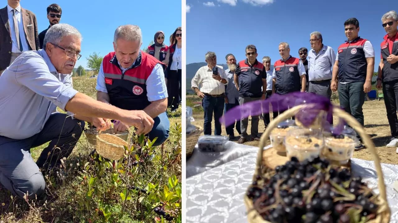 Karabük’te organik Aronya hasadı başladı