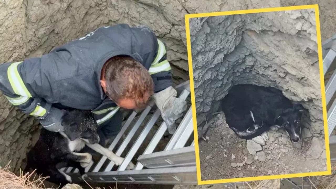 Karabük'te 10 metre derinliğindeki kuyuya düşen köpeği itfaiye kurtardı