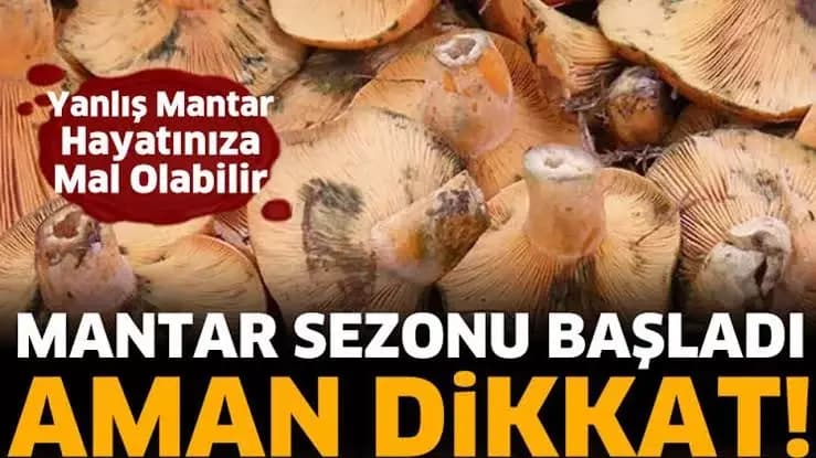 Karabük’te Mantar Sezonu Başladı! Ormana Çıkacaklar Dikkat: Zehirlenme Riski Var