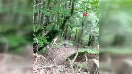 Mantar toplarken ormanda geyiğe rastladı