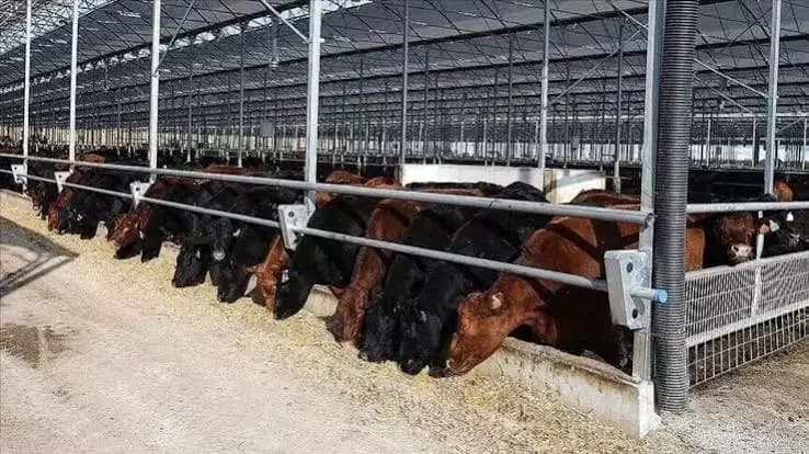 2027 yılı besilik erkek sığır ithalatı başvuruları başladı
