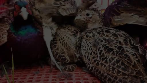 Kastamonu’da doğaya 900 sülün salındı