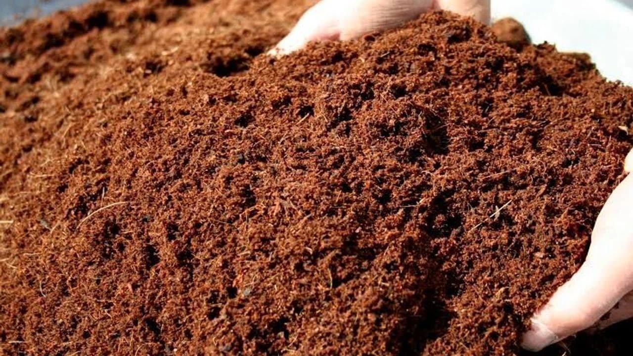 ÇAYKUR’dan Yerli Üretim Hamlesi! İthal Kokopite Alternatif “Çaykopit” Geliştirildi
