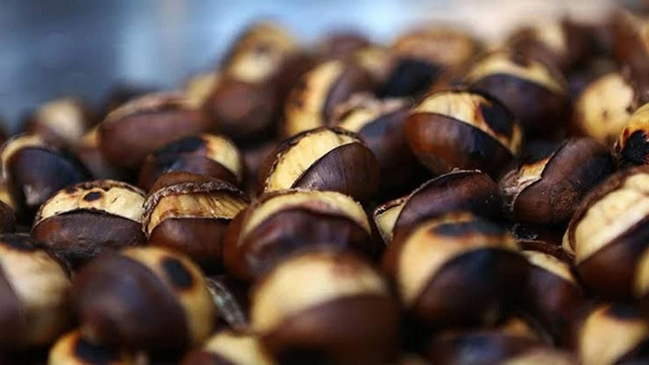 Aydın Kestanesi Dünyanın En İyileri Arasında: İkinci Sırada!