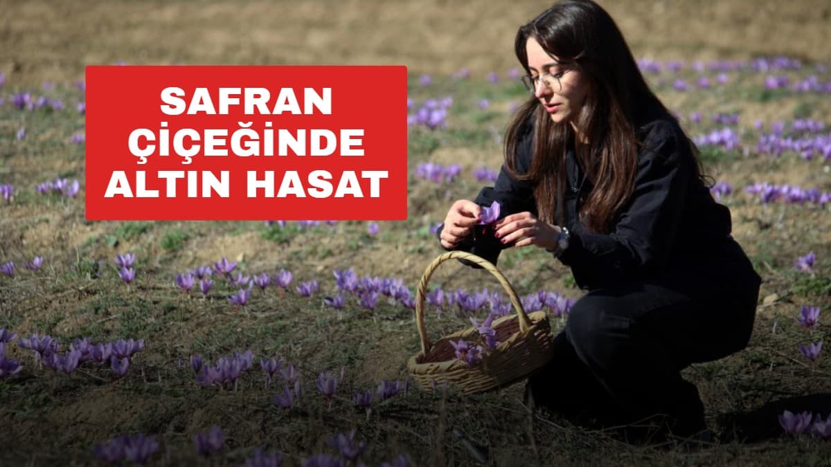 Safranbolu safranında hasat sevinci