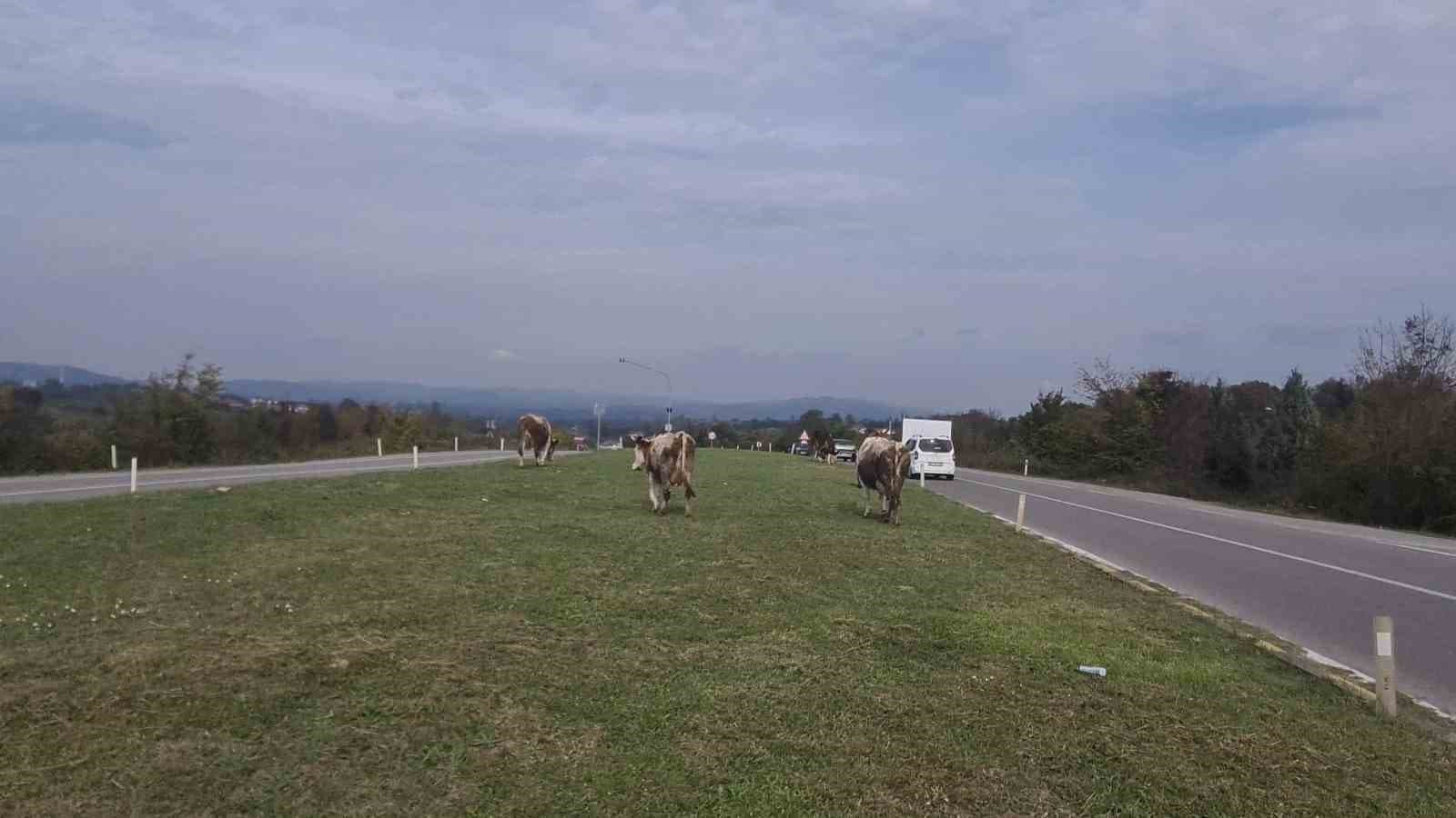 Karayolunda başıboş gezen hayvanlar tehlike saçıyor
