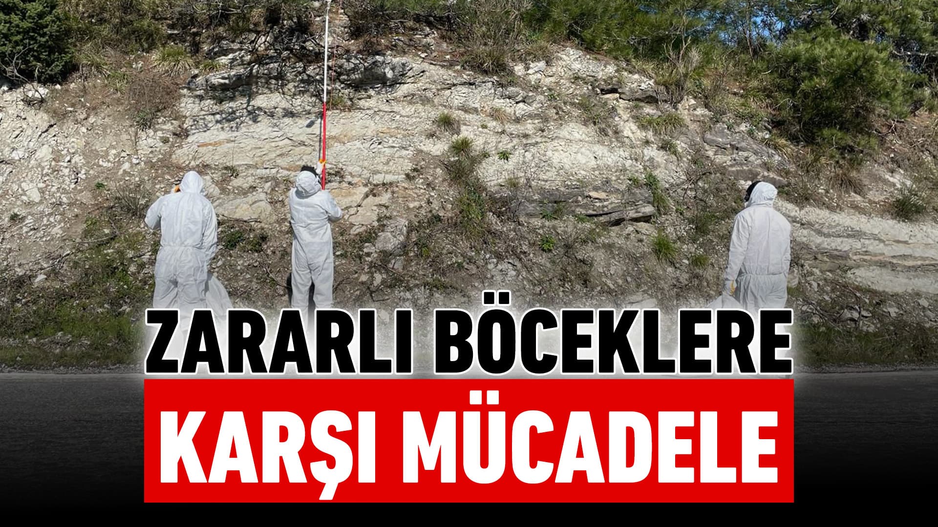 Zararlı böceklerle mücadele devam ediyor