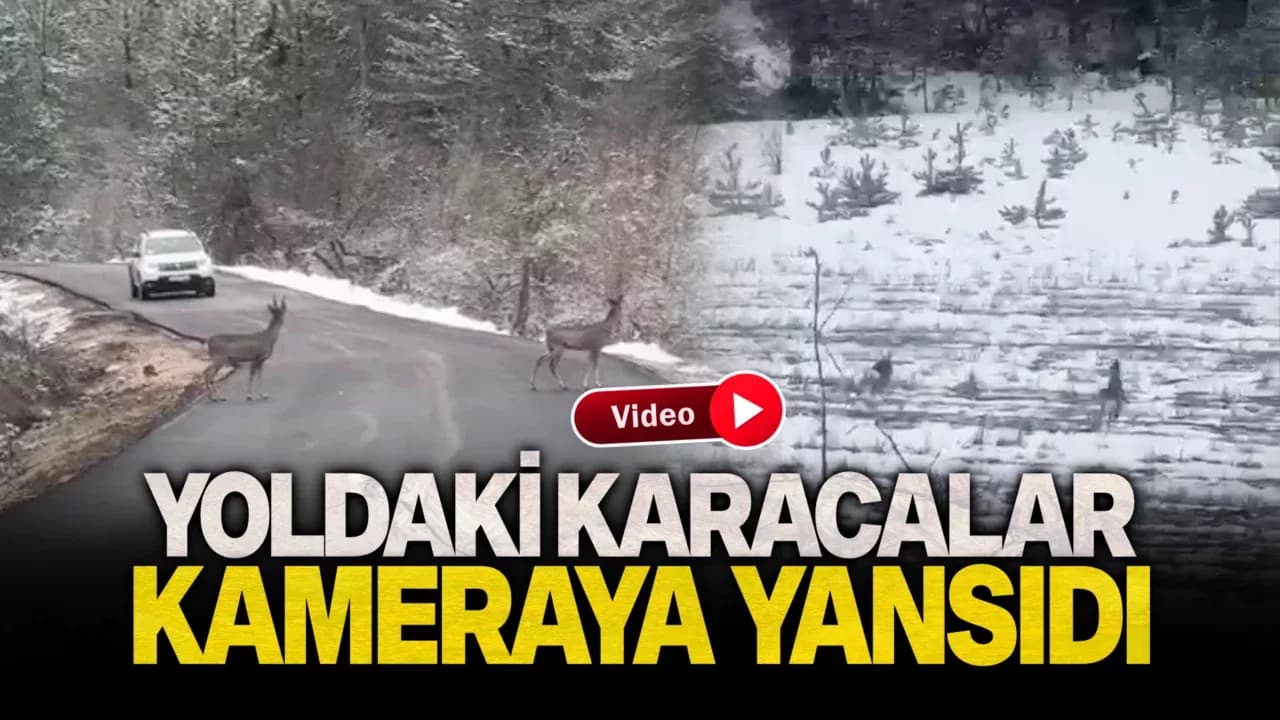 Kara yolundaki karacalar böyle görüntülendi
