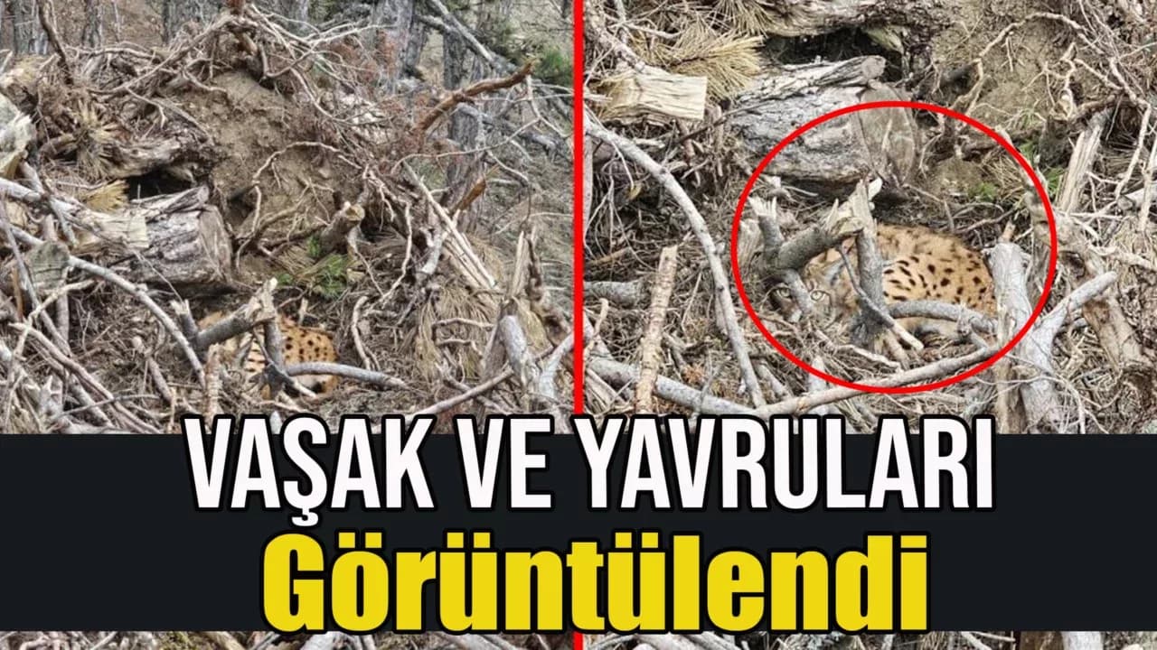 Nesli Tehdit Altındaki Vaşak ve Yavruları Görüntülendi