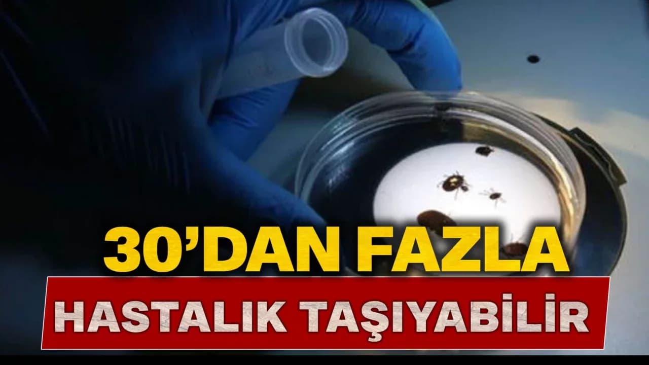 Şimdide İstilacı Kene Ortaya Çıktı!..