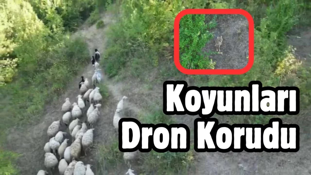 Kurdun koyunlara saldırısı dronla önlendi
