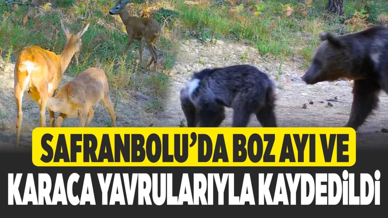 Safranbolu'da boz ayı ve karacalar fotokapana yansıdı
