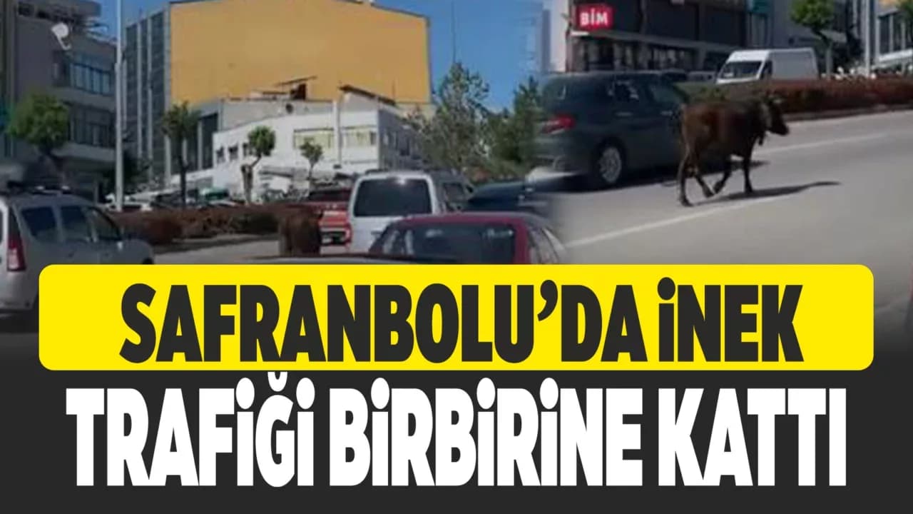 İnek Trafiğe Çıktı, Sürücüler Zor Anlar Yaşadı