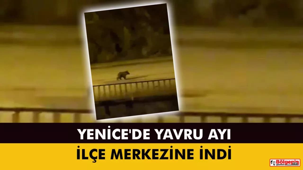 YENİCE'DE YAVRU AYI İLÇE MERKEZİNE İNDİ