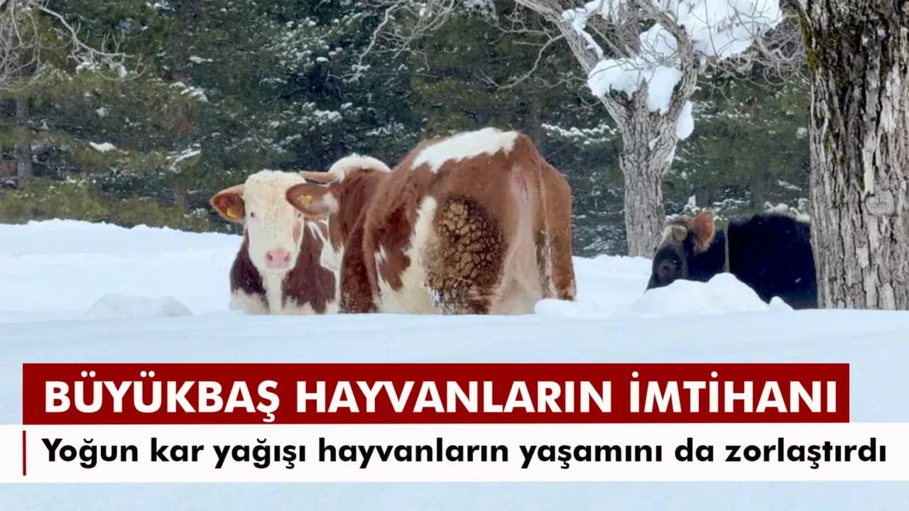Büyükbaş Hayvanların Karla İmtihanı Dronla Görüntülendi